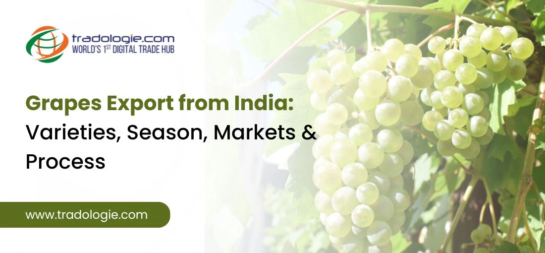 Grapes Export from India