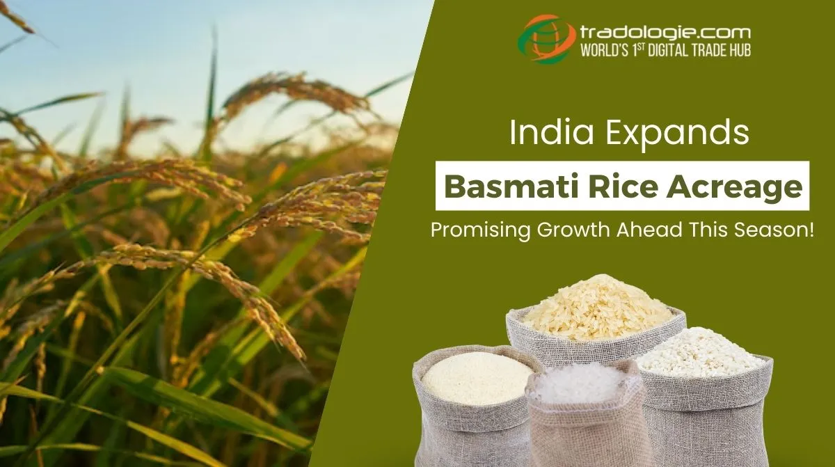 India Expands Basmati Rice Acreage: Promising Growth Ahead This Season!