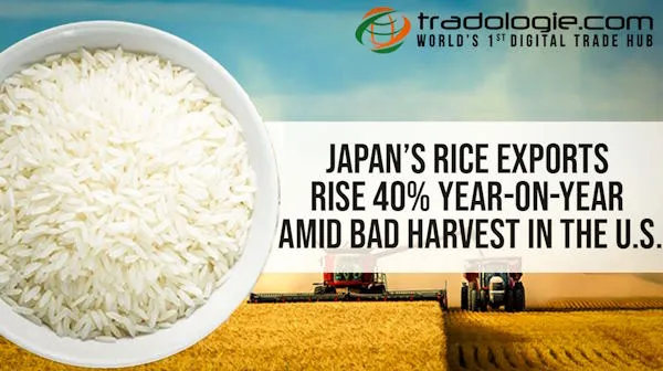Japan’s Rice Exports Rise 40% Year-On-Year Amid Bad Harvest In The U.S.