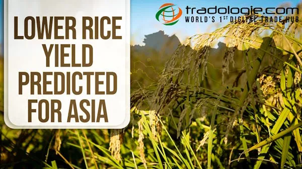 Lower Rice Yield Predicted For Asia