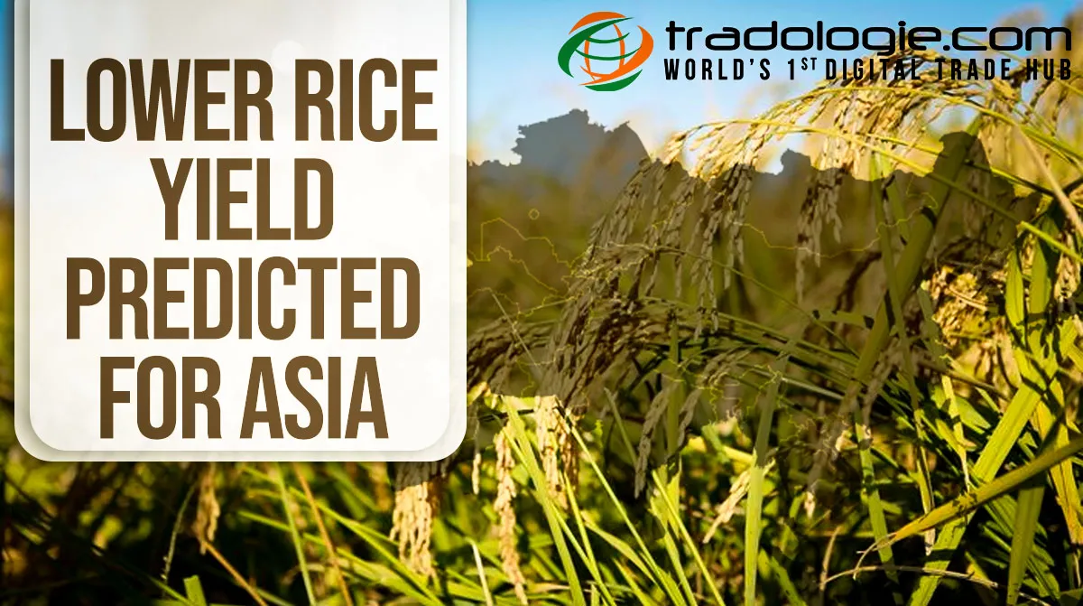Lower Rice Yield Predicted For Asia