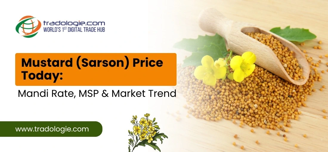Mustard Price Today India: Bulk Mandi Rates and 2026 MSP