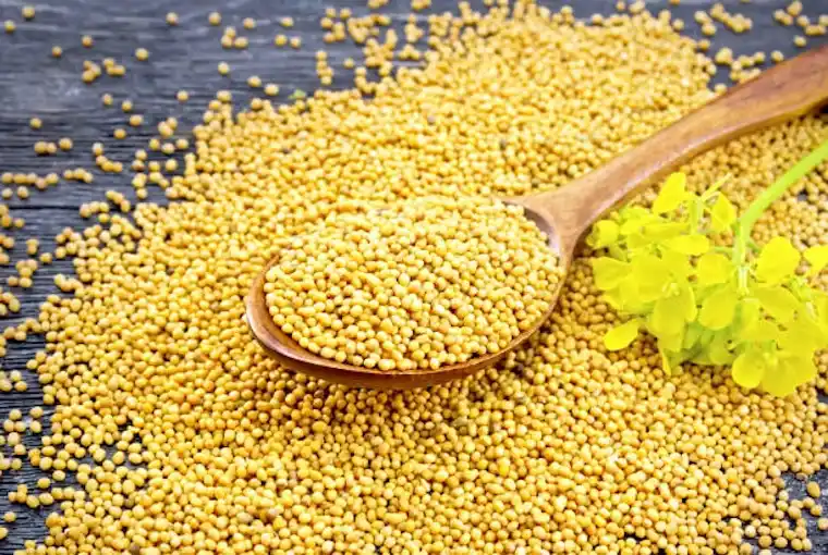 YELLOW MUSTARD SEED