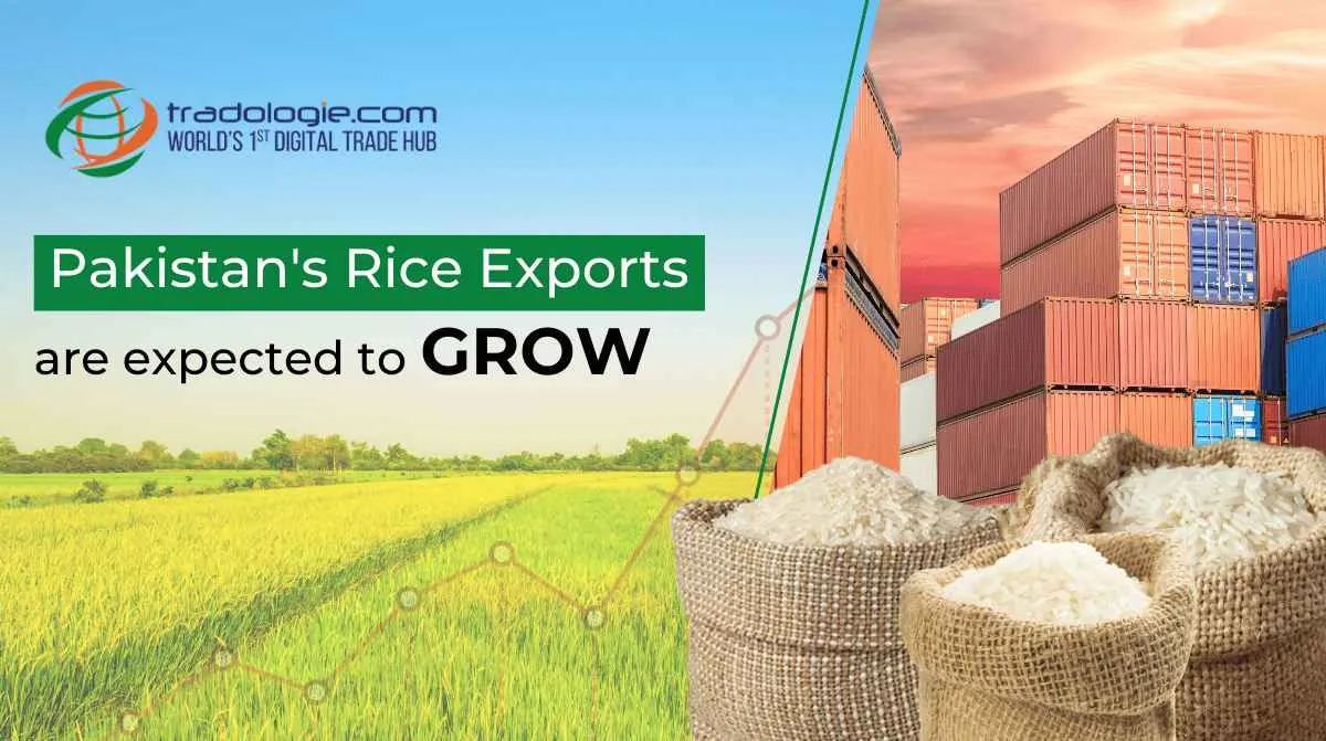 Pakistan's Rice Exports are Expected to Grow
