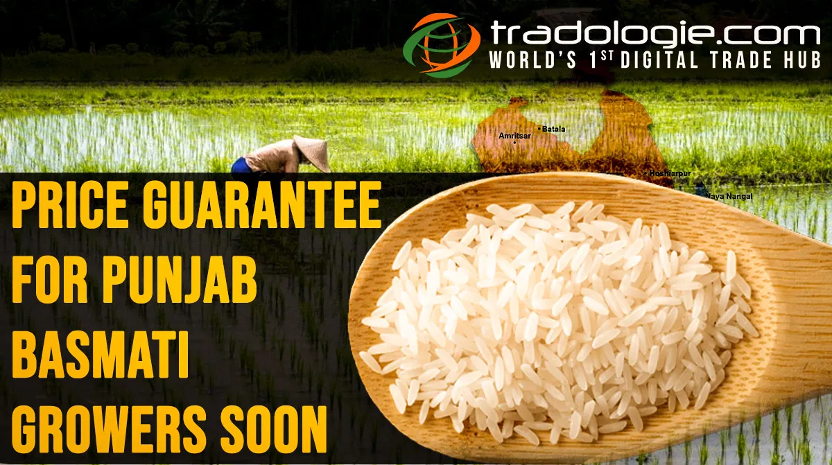 Price Guarantee For Basmati Rice Growers Of Punjab Soon