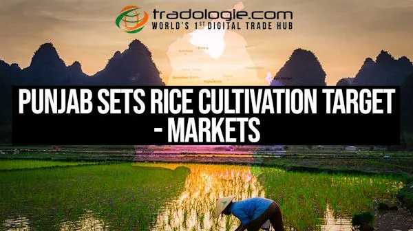 Punjab Sets Rice Cultivation Target - Markets