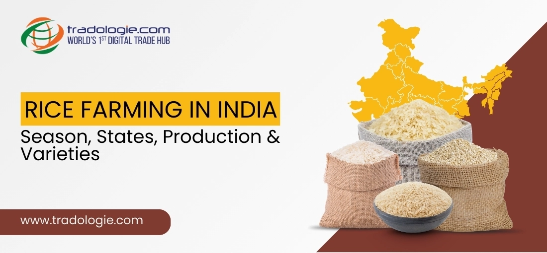 Rice Farming in India - Season, States, Production and Varieties
