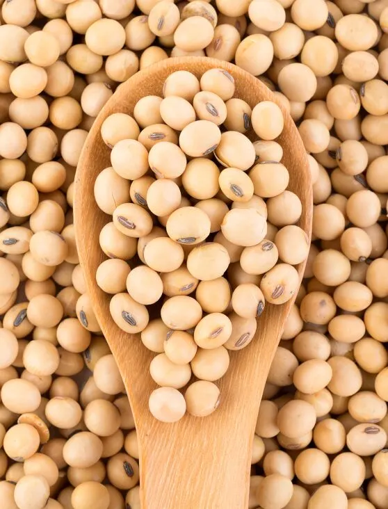 Soybean Seed