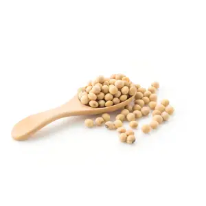 Soybean