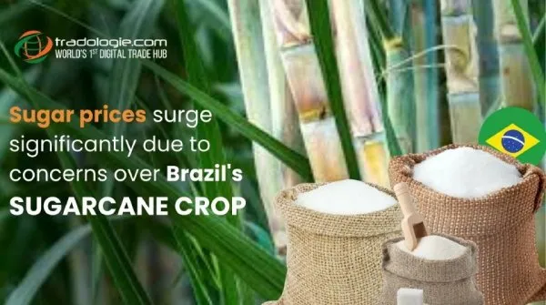 Sugar Prices Surge
