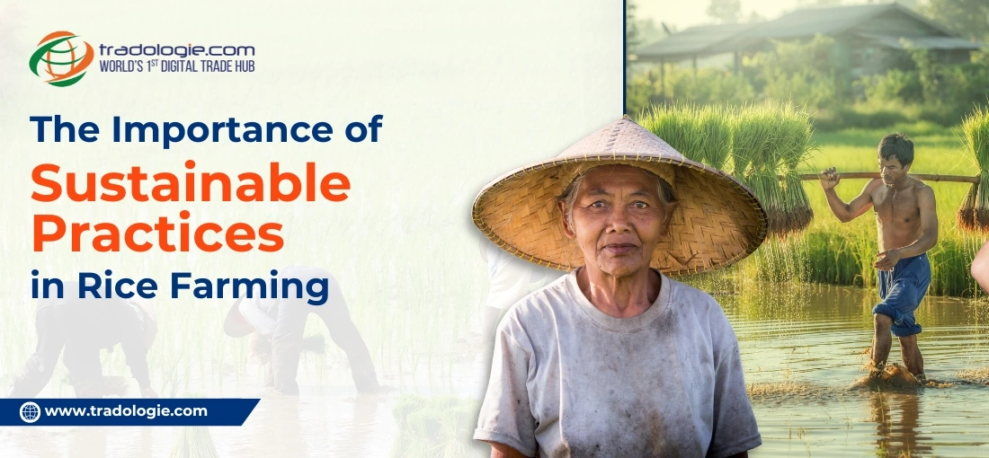 The Importance of Sustainable Practices in Rice Farming