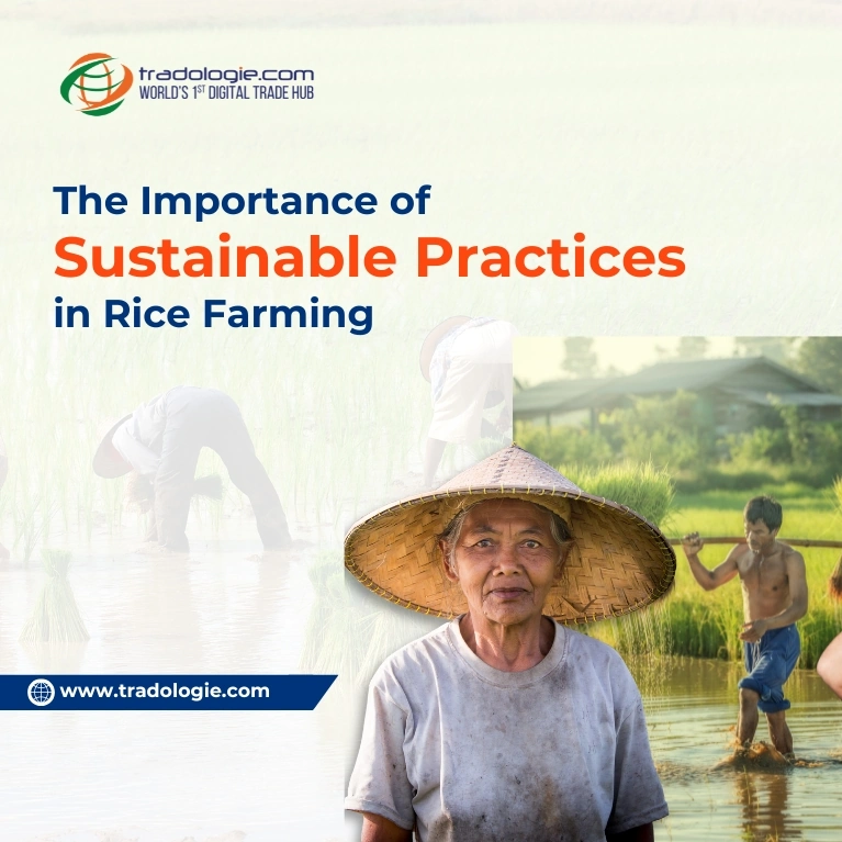 The Importance of Sustainable Practices in Rice Farming