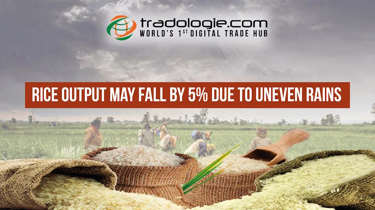 Uneven Rain May Cause 5% Decline in India Rice Output