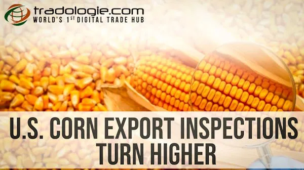 U.S. Corn Export Inspections Turn Higher