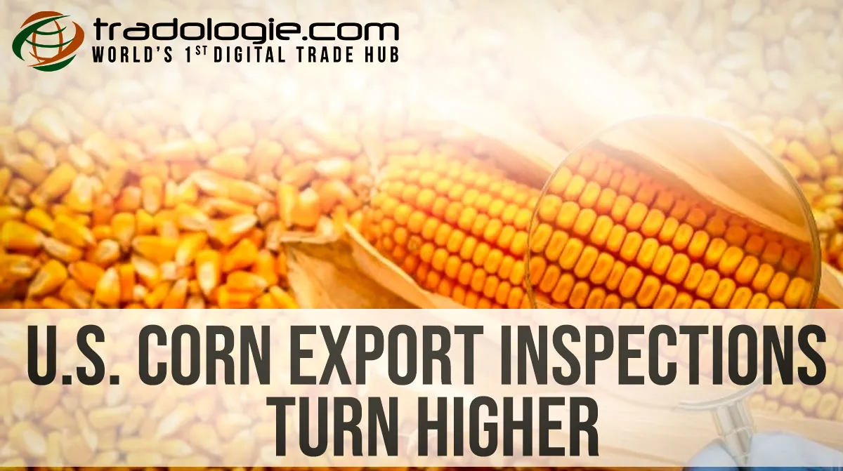 U.S. Corn Export Inspections Turn Higher