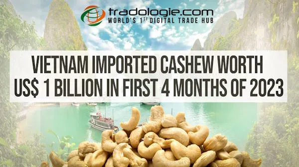 Vietnam Imported Cashew Worth US$ 1 Billion