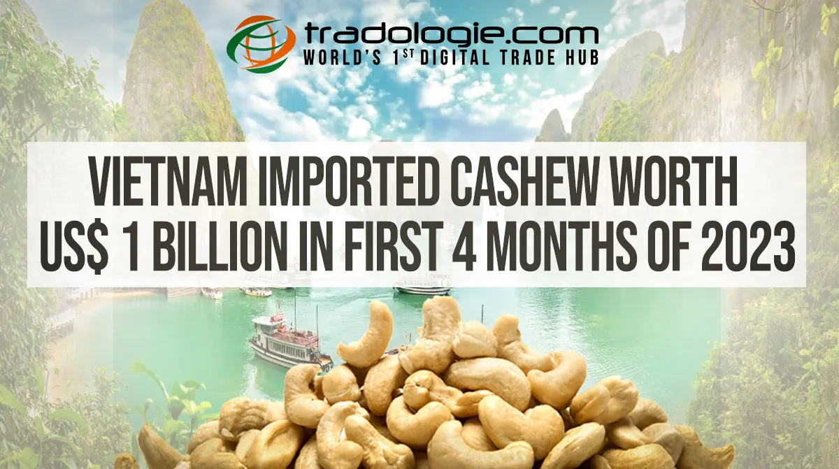 Vietnam Imported Cashew Worth US$ 1 Billion