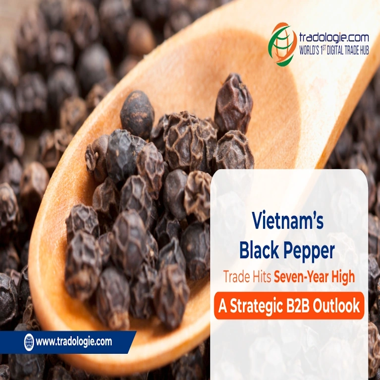 Vietnam’s Black Pepper Trade Hits Seven-Year High: A Strategic B2B Outlook