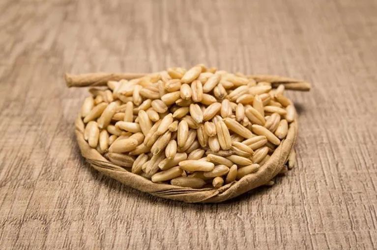 wheat durum