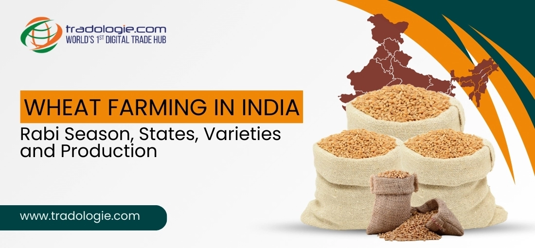 Wheat Farming in India