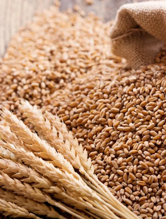 Wheat