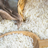 rice2