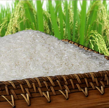 Vietnamese Rice