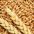Wheat