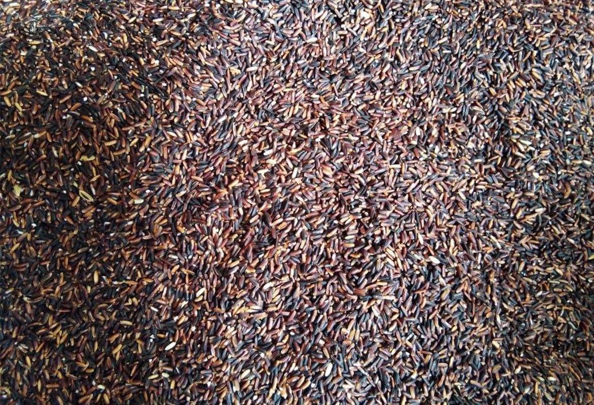 Black (Manipuri Chakhao Rice)
