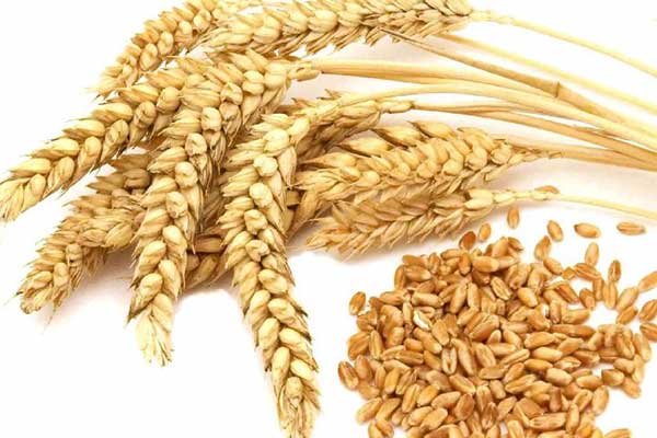 wheat_2
