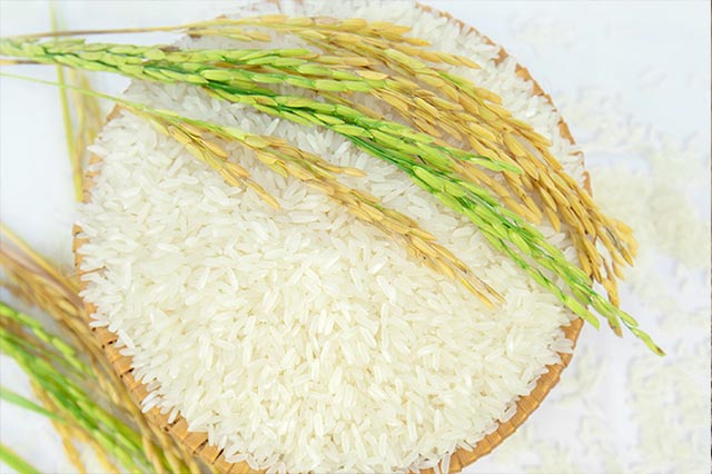 Rice