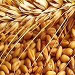 wheat image